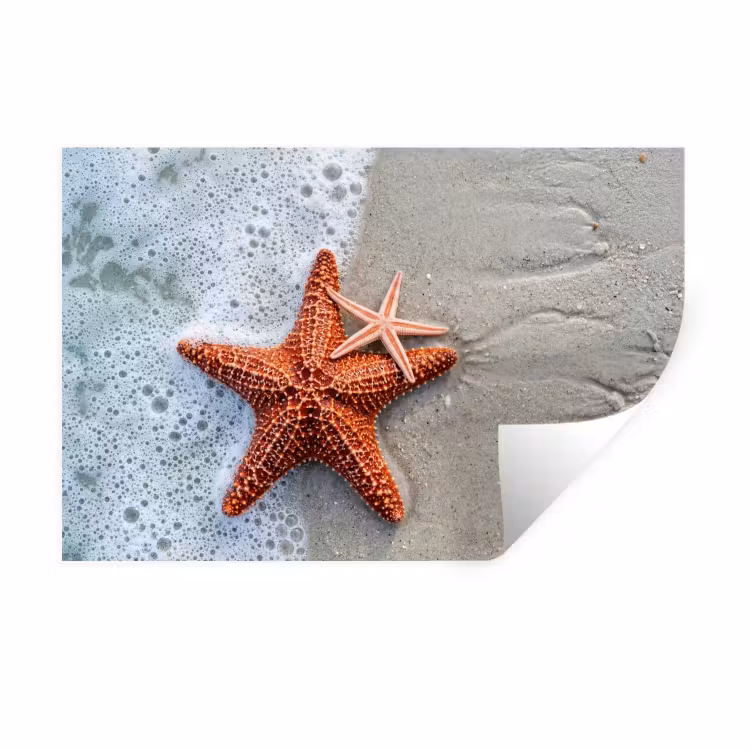 Muursticker - Zeester - Strand - Zee — 1