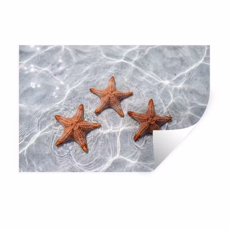 Muursticker - Zeesterren - Water - Helder — 1