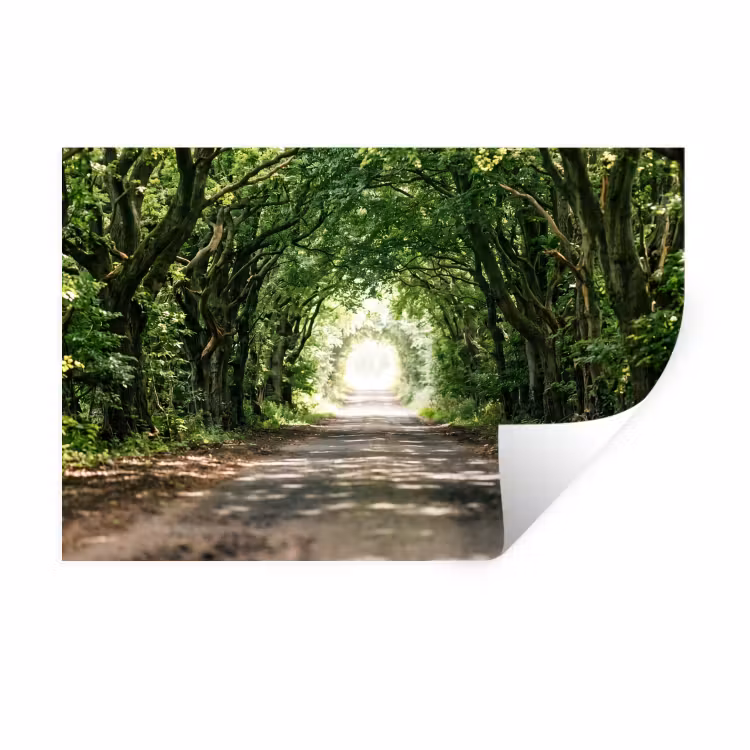Muursticker - Weg - Bomen - Natuur - Groen — 1