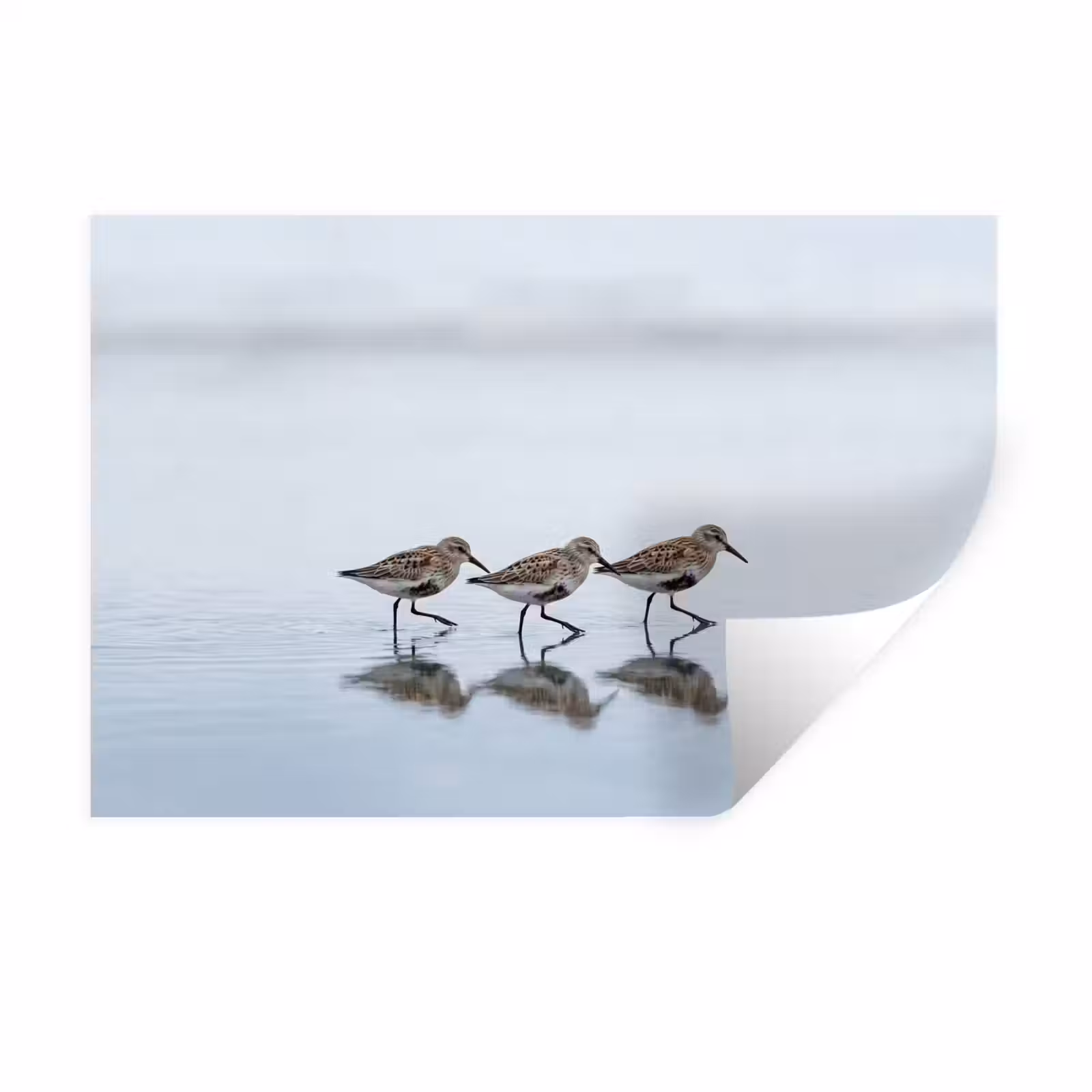 Muursticker - Vogels - Water - Grijs — 1