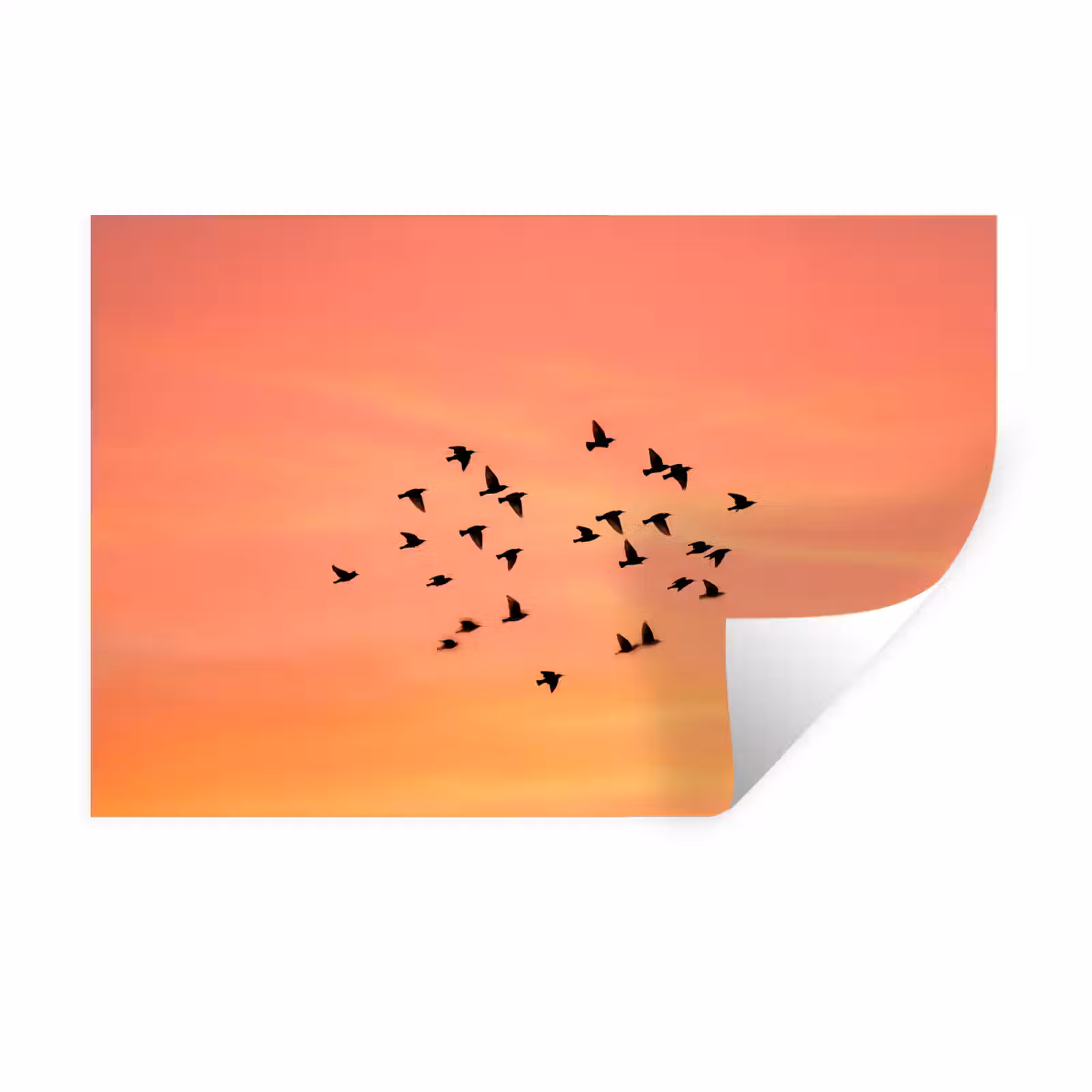 Muursticker - Zwerm - Vogels - Oranje — 1