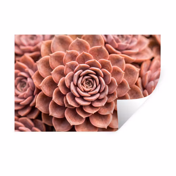 Muursticker - Vetplant - Organisch - Roze — 1