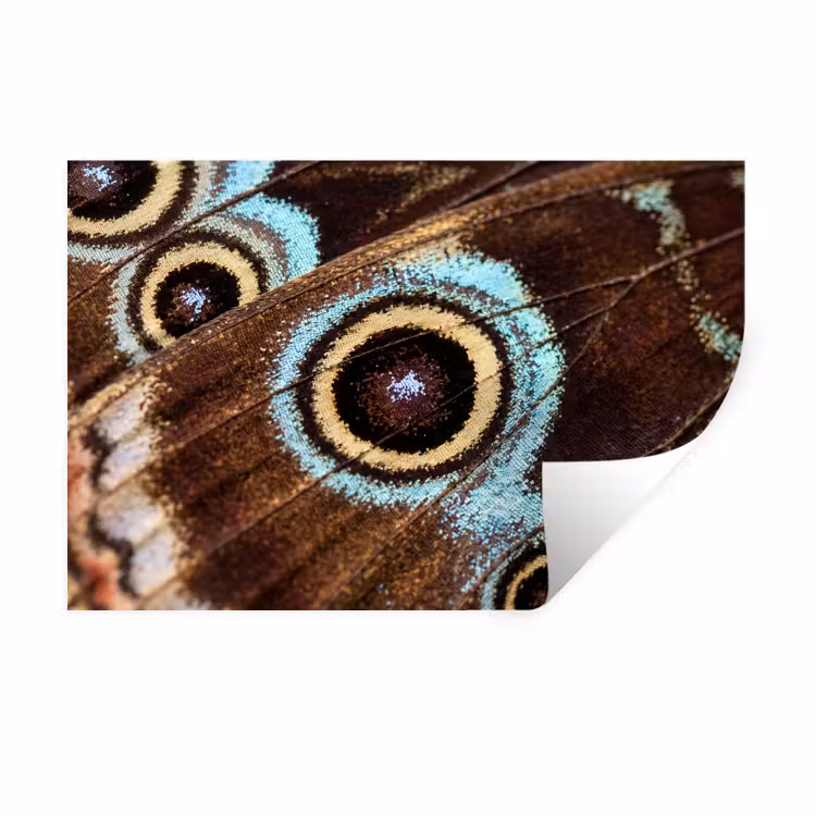 Muursticker - Vleugels - Vlinder - Blauw — 1