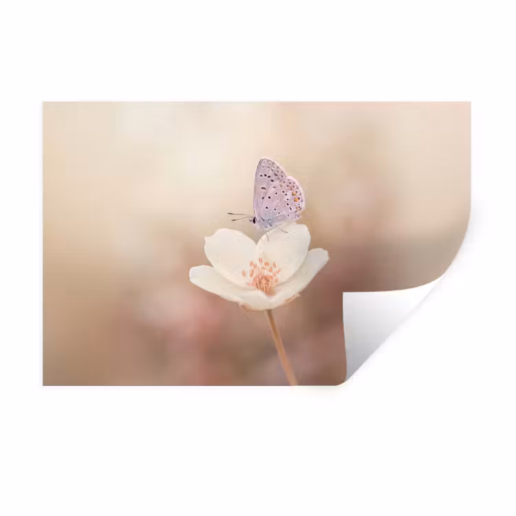 Muursticker - Vlinder - Bloem - Blauw — 1