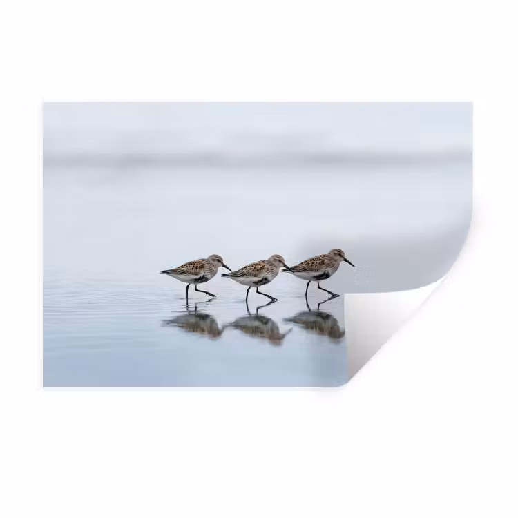 Muursticker - Vogels - Water - Grijs — 1