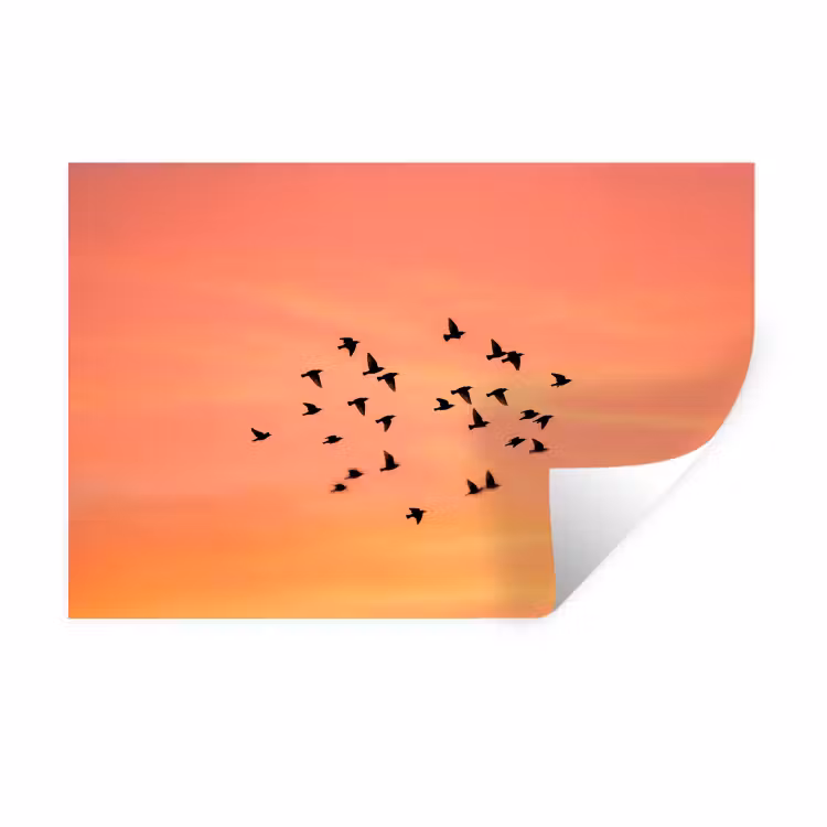 Muursticker - Zwerm - Vogels - Oranje — 1