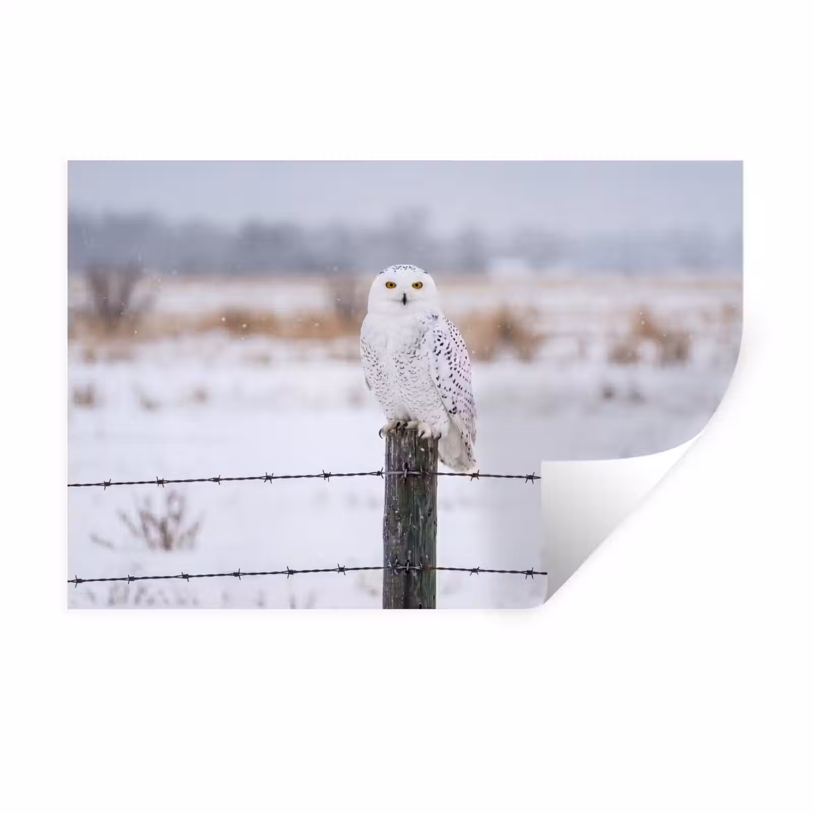 Muursticker - Sneeuwuil - Hek - Sneeuw - Wit — 1