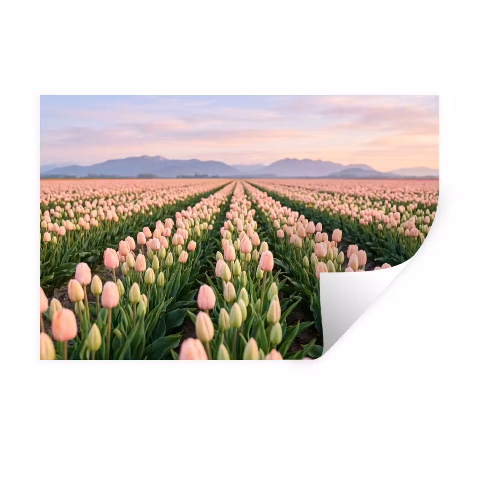 Muursticker - Tulpen - Landschap - Roze — 1