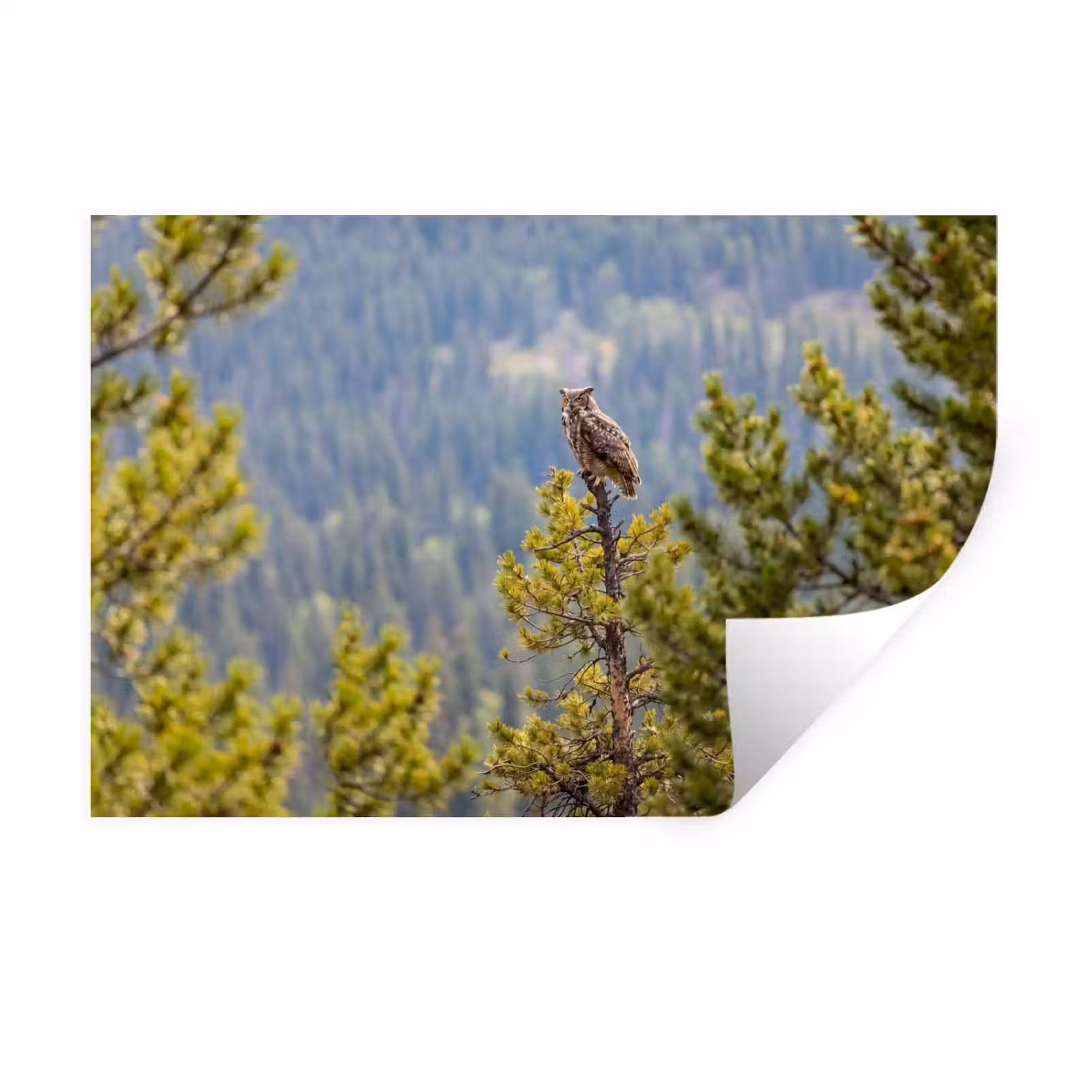 Muursticker - Uil - Oehoe - Bomen - Natuur — 1