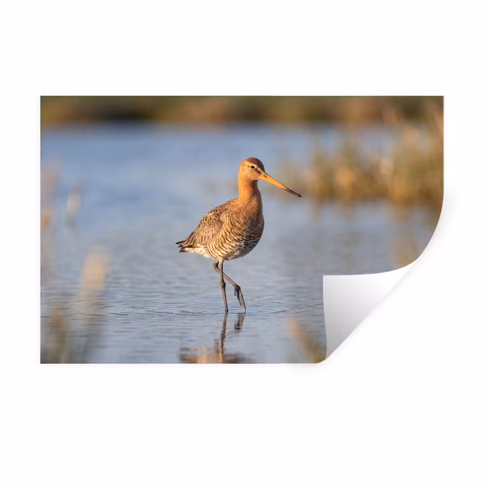 Muursticker - Vogel - Steltloper - Water - Natuur — 1