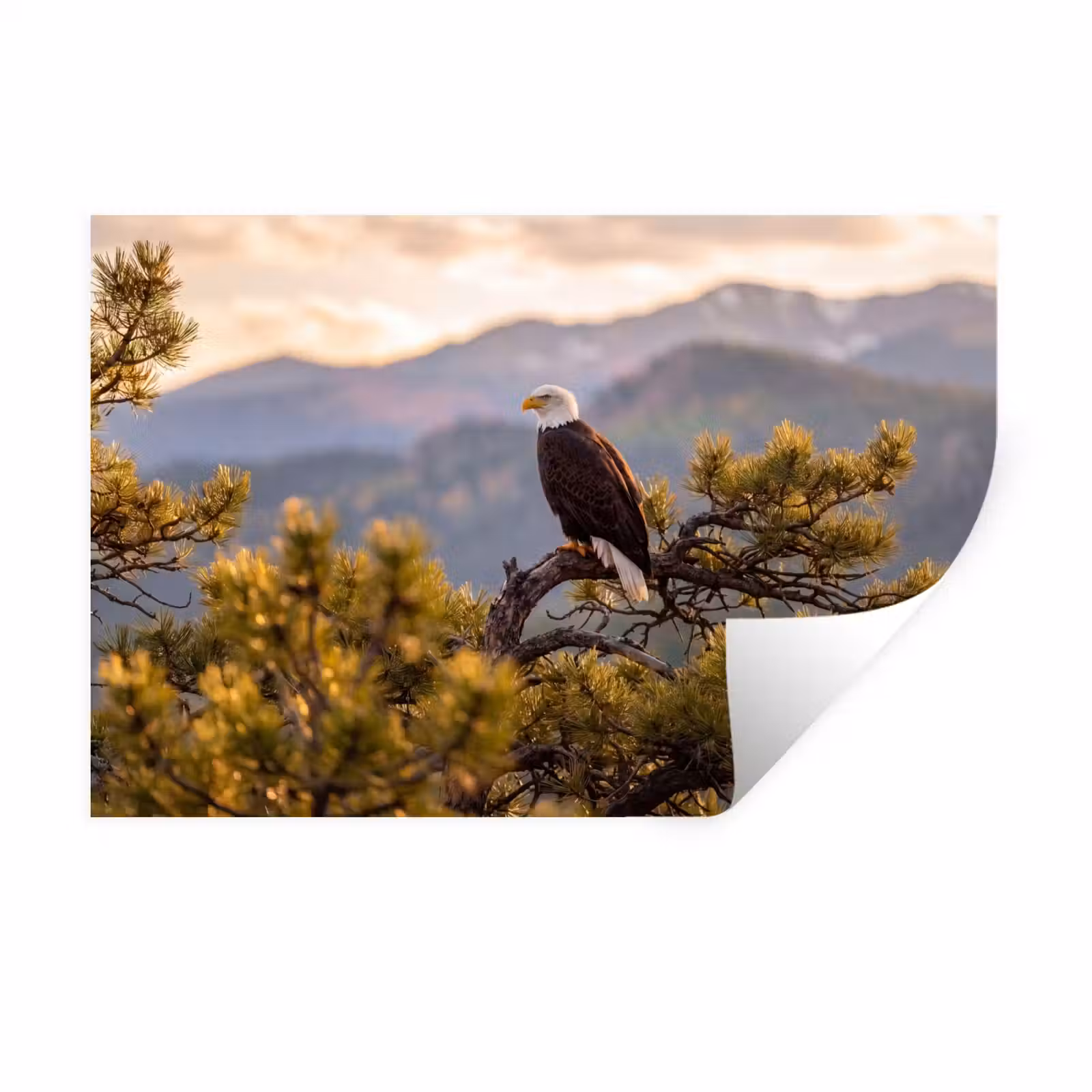 Muursticker - Zeearend - Boom - Bergen - Groen — 1