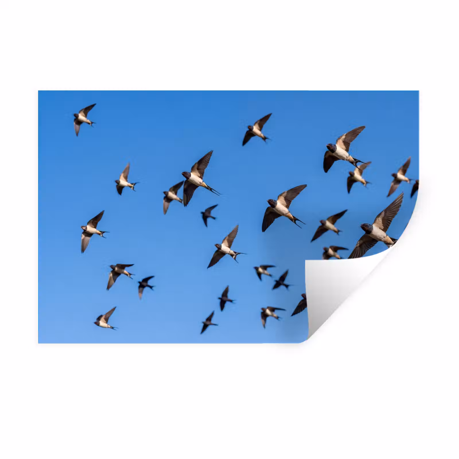 Muursticker - Zwaluwen - Vliegen - Blauw — 1