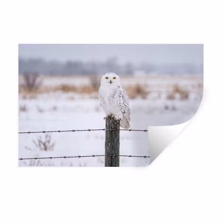 Muursticker - Sneeuwuil - Hek - Sneeuw - Wit — 1