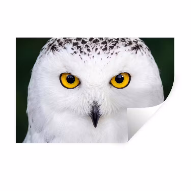 Muursticker - Sneeuwuil - Portret - Geel — 1