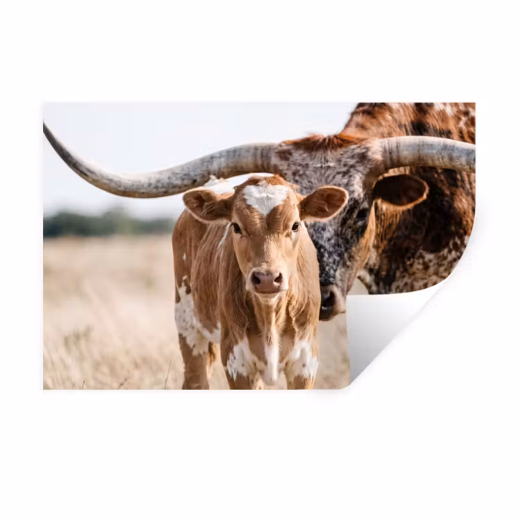 Muursticker - Texas Longhorn - Kalf - Weide - Dieren — 1