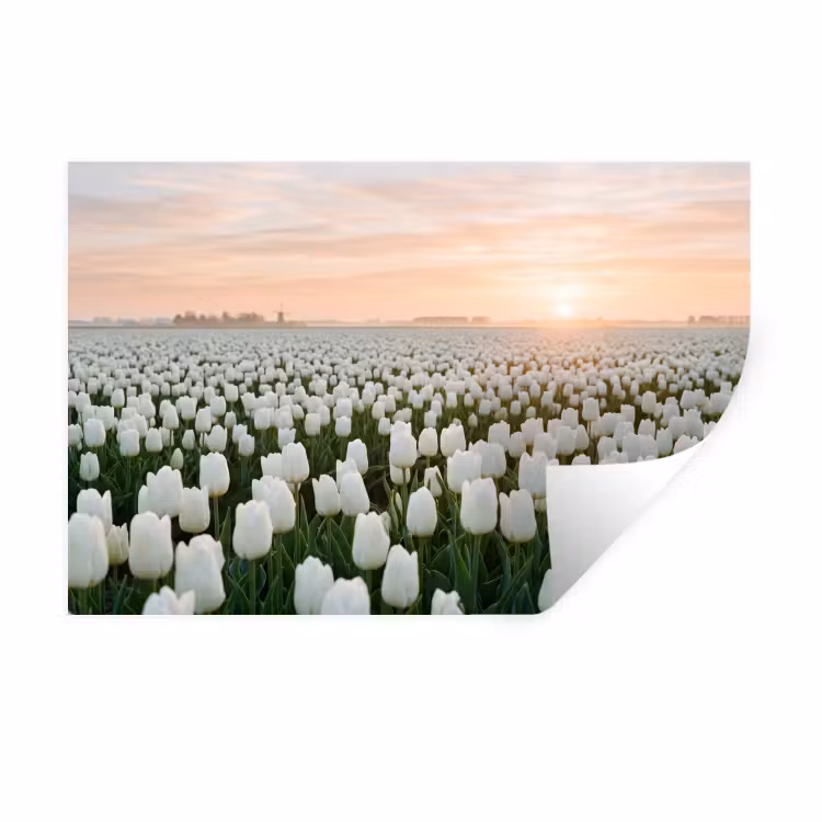 Muursticker - Tulpen - Landschap - Wit — 1