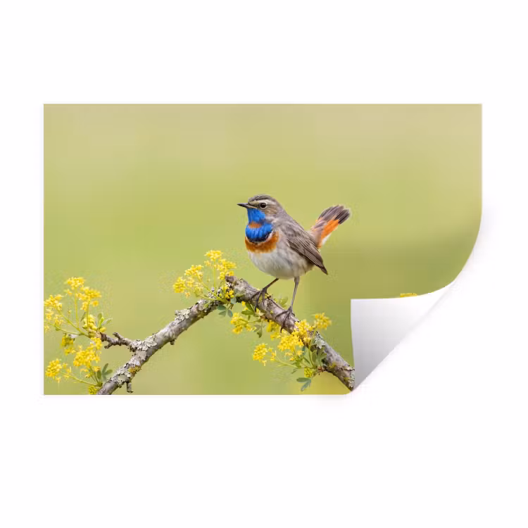Muursticker - Vogel - Tak - Natuur - Kleurrijk — 1