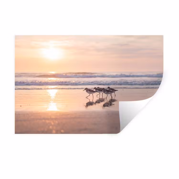 Muursticker - Zee - Vogels - Strand — 1
