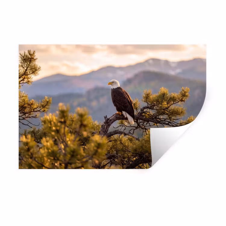 Muursticker - Zeearend - Boom - Bergen - Groen — 1