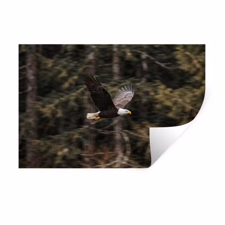 Muursticker - Zeearend - Vliegen - Bos - Natuur — 1