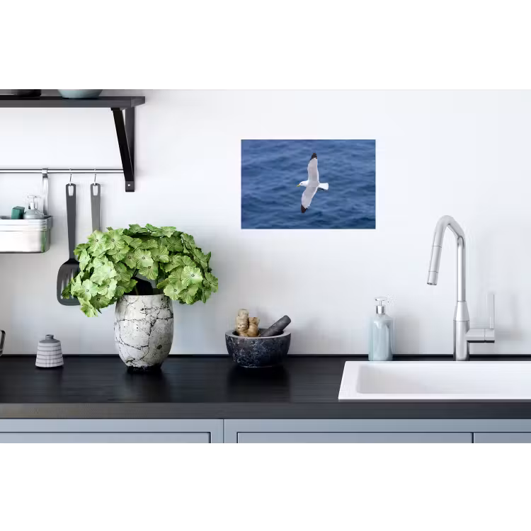Muursticker - Zeemeeuw - Oceaan - Blauw — 2