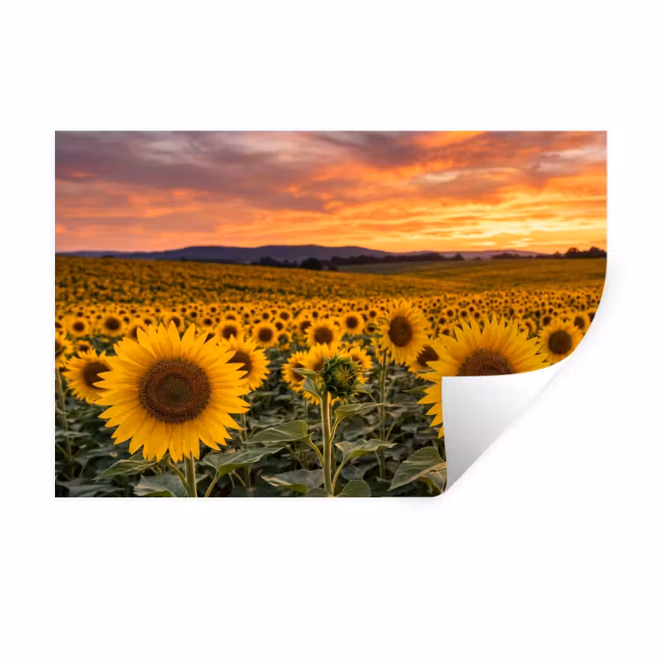 Muursticker - Zonnebloemen - Heuvellandschap - Geel — 1