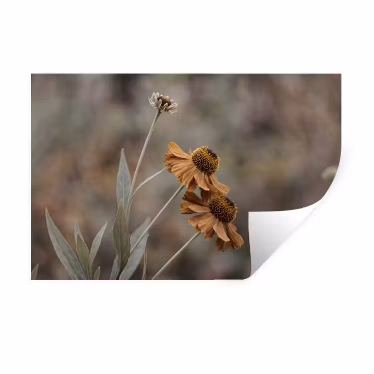 Muursticker - Zonnehoed - Droogbloemen - Geel - Warm — 1