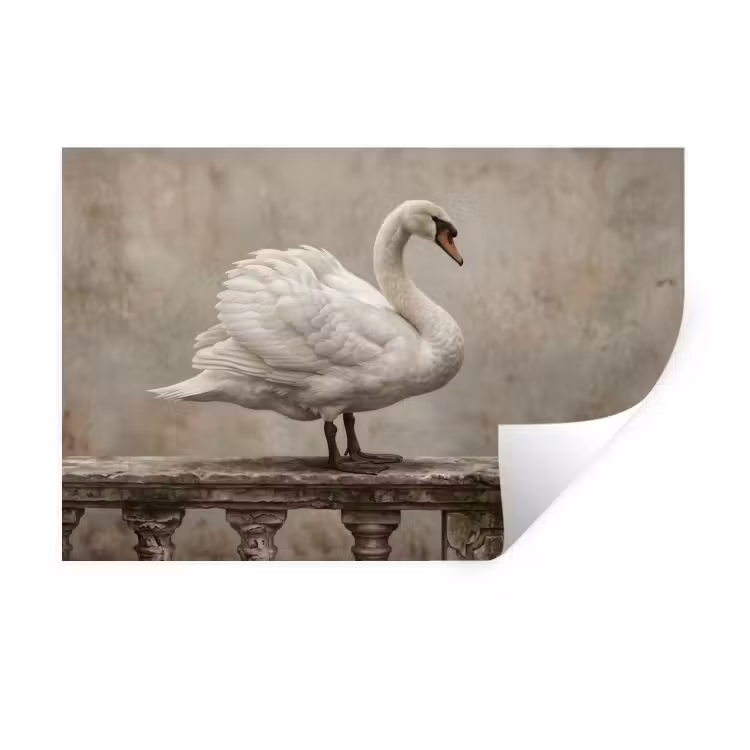Muursticker - Zwaan - Elegant - Dieren - Wit — 1