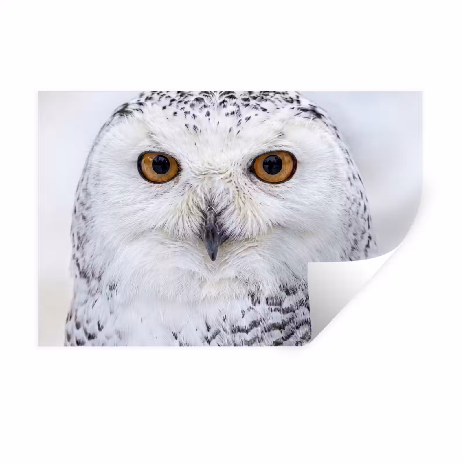 Muursticker - Sneeuwuil - Oog - Wildlife - Wit — 1