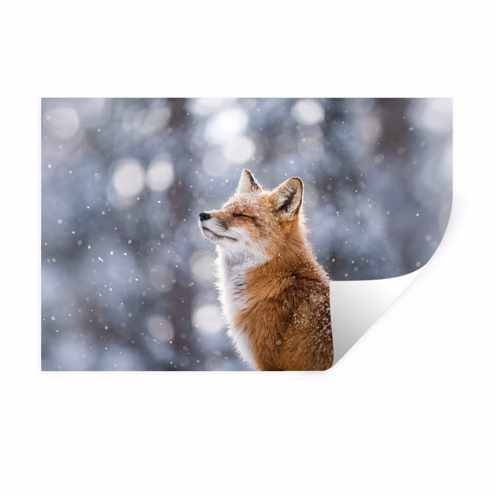 Muursticker - Vos - Sneeuwval - Portret - Winter - Sfeervol — 1