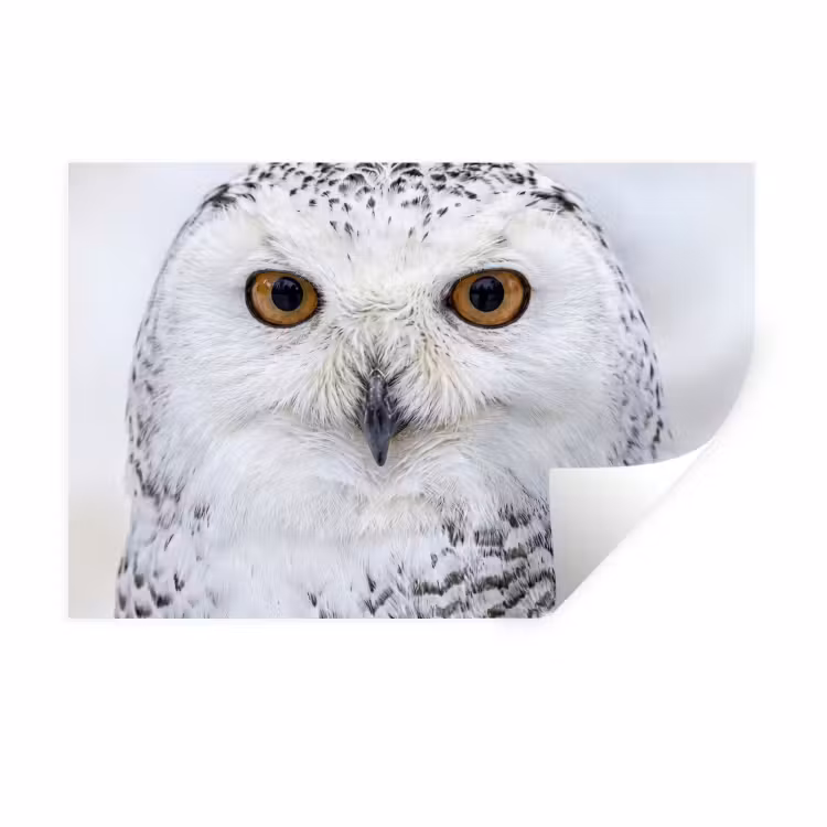 Muursticker - Sneeuwuil - Oog - Wildlife - Wit — 1