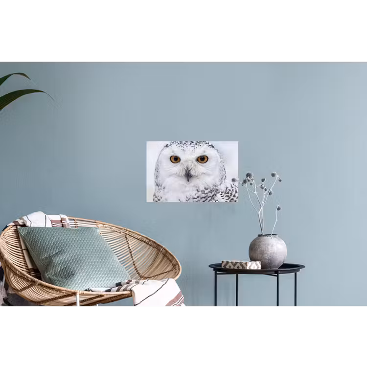 Muursticker - Sneeuwuil - Oog - Wildlife - Wit — 4