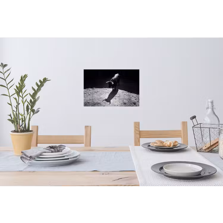 Muursticker - Stier - Schaduw - Dieren - Contrast - Zwart-wit — 3
