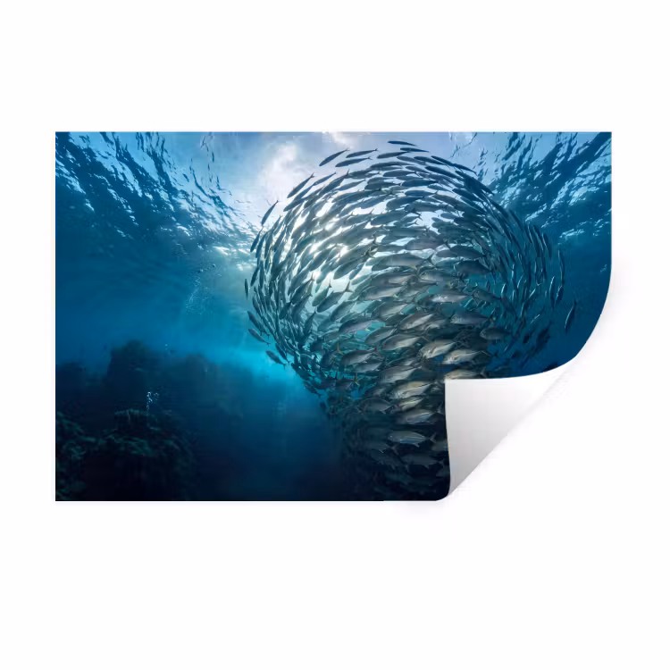 Muursticker - Vis - School - Oceaan - Natuur - Blauw — 1
