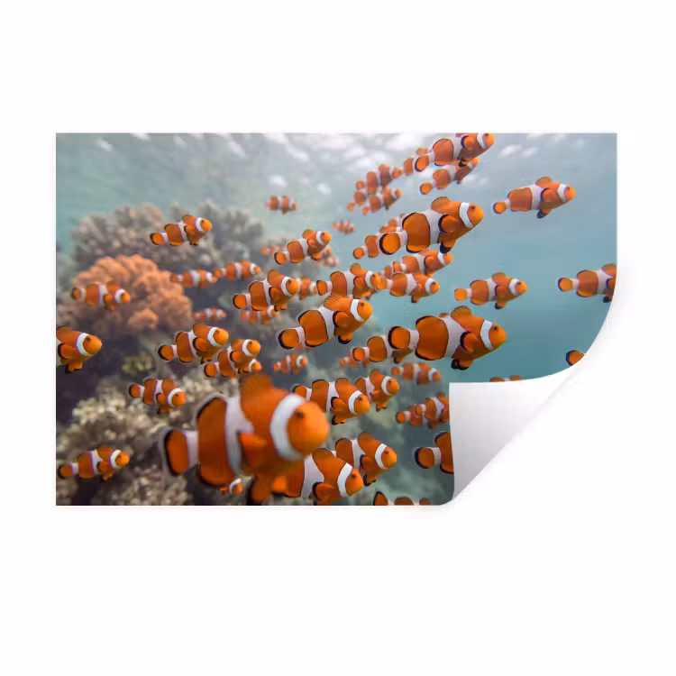 Muursticker - Vis - School - Onderwater - Dieren - Oranje — 1