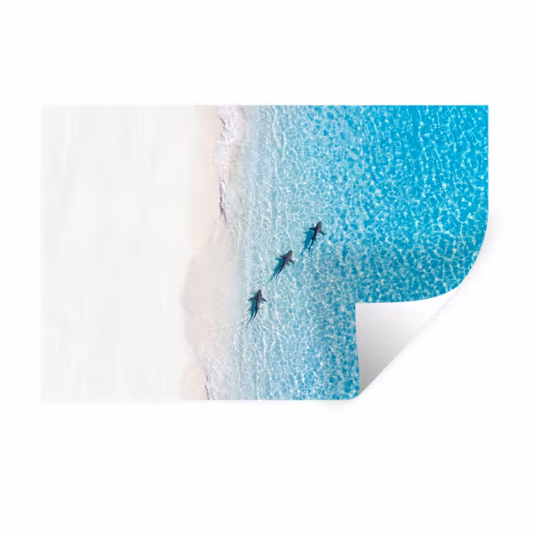Muursticker - Vis - Oceaan - Strand - Turquoise - Natuur — 1