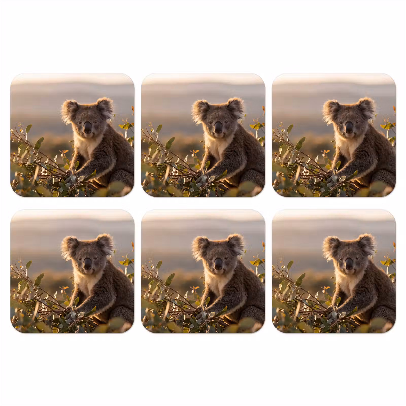 Onderzetter - Koala - Bladeren - Ochtendlicht — 1