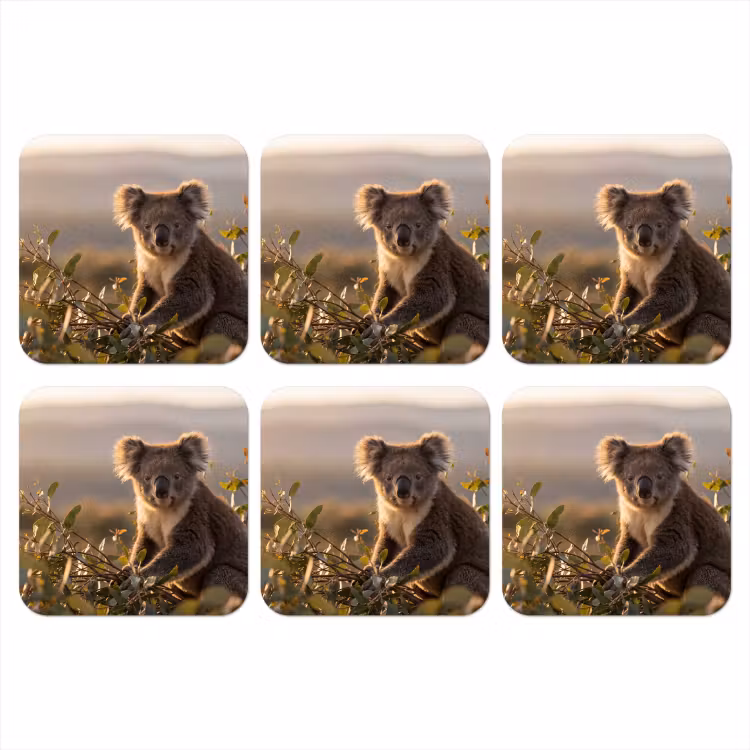Onderzetter - Koala - Bladeren - Ochtendlicht — 1