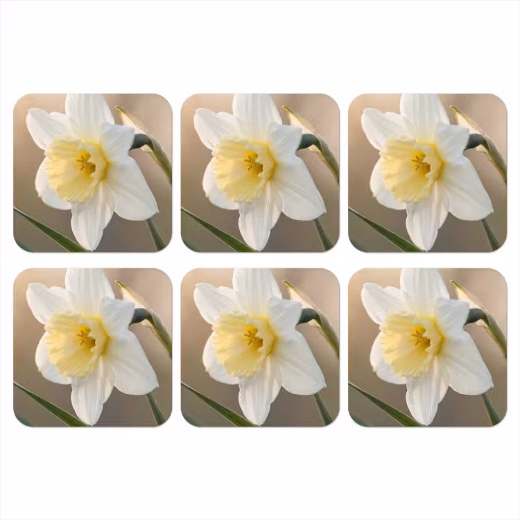 Onderzetter - Narcis - Bloem - Minimalistisch — 1