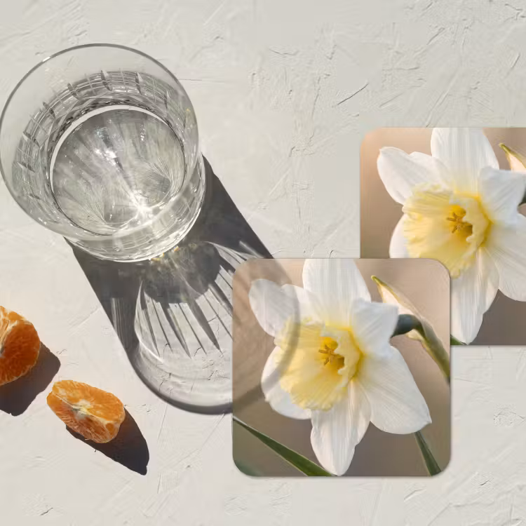 Onderzetter - Narcis - Bloem - Minimalistisch — 3