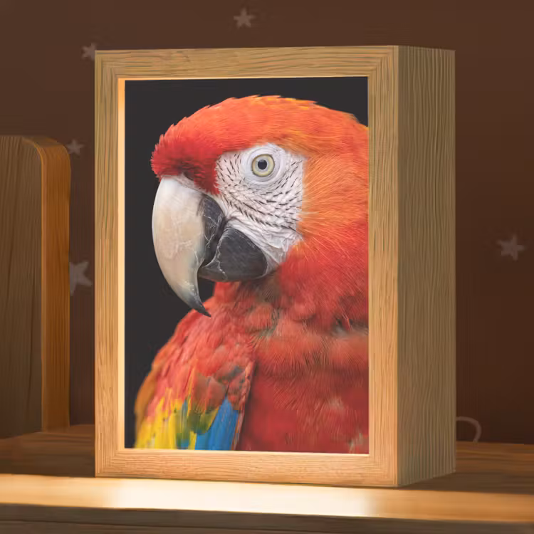 Nachtlampje - Ara - Portret - Rood — 1