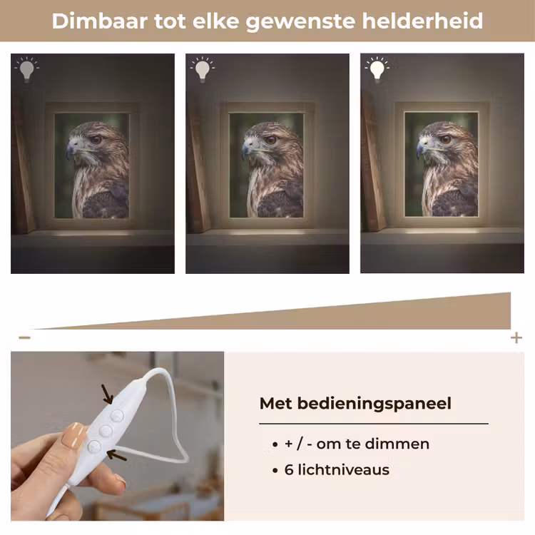 Nachtlampje - Buizerd - Roofvogel - Natuur - Bruin — 6