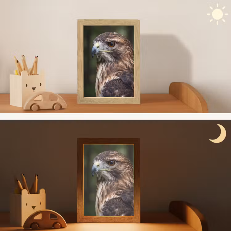 Nachtlampje - Buizerd - Roofvogel - Natuur - Bruin — 7