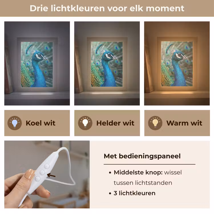 Nachtlampje - Pauw - Veren - Blauw — 5