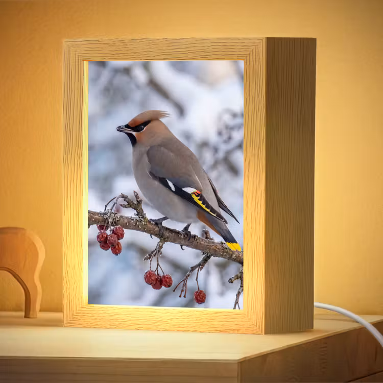 Nachtlampje - Pestvogel - Bessen - Winter - Natuur — 4