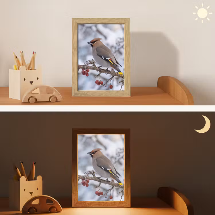 Nachtlampje - Pestvogel - Bessen - Winter - Natuur — 7