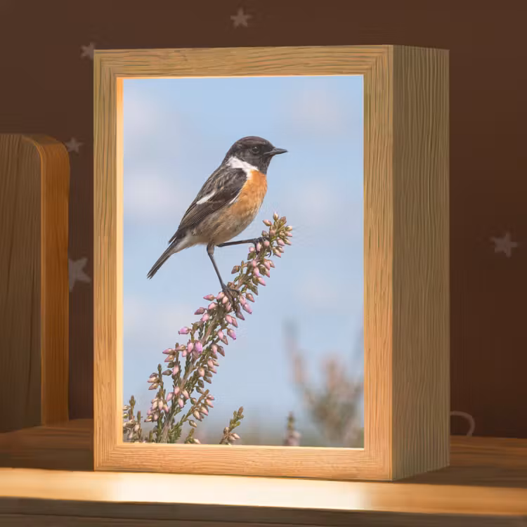 Nachtlampje - Roodborsttapuit - Heide - Paars - Natuur - Sfeervol — 1