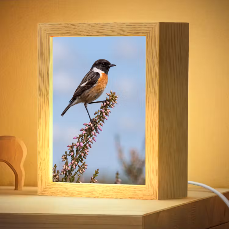 Nachtlampje - Roodborsttapuit - Heide - Paars - Natuur - Sfeervol — 4