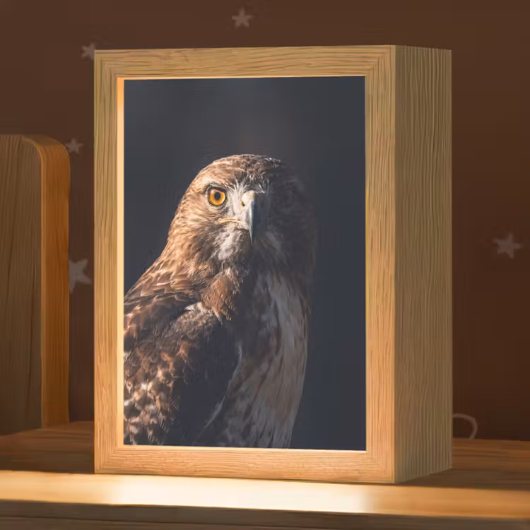 Nachtlampje - Roofvogel - Buizerd - Bruin — 1