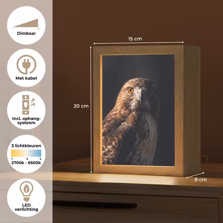 Nachtlampje - Roofvogel - Buizerd - Bruin — 2